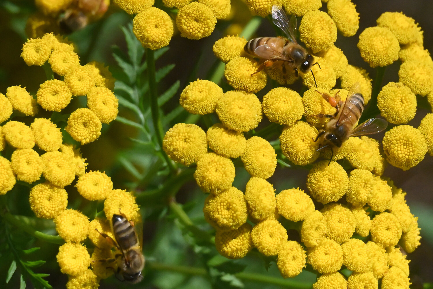 These honeybees were attracted to a small patch of yellow flowers. The plant turned out to be common tansy (Tanacetum vulgare L.). It is also considered invasive, having been brought over from Europe during the 1600s as an ornamental plant. ..One thing to say on its behalf, though, is that there were at least a dozen honeybees on flowers in this small patch of common tansy.....